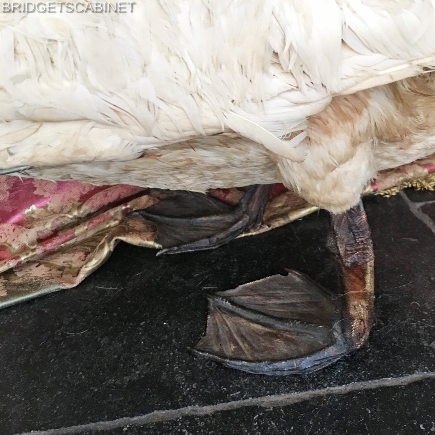 1900s Large Taxidermy Swan