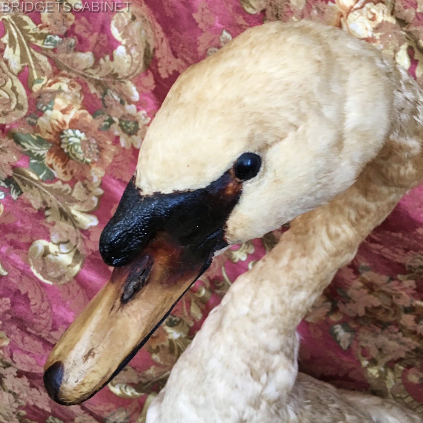 1900s Large Taxidermy Swan