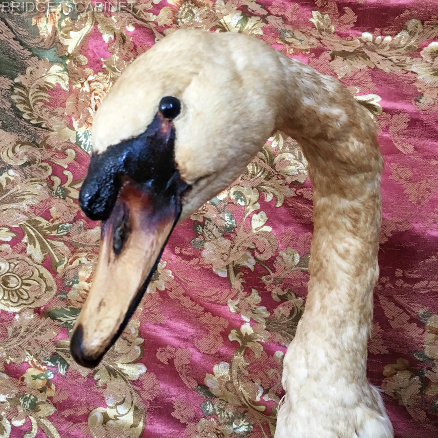 1900s Large Taxidermy Swan