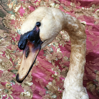 1900s Large Taxidermy Swan