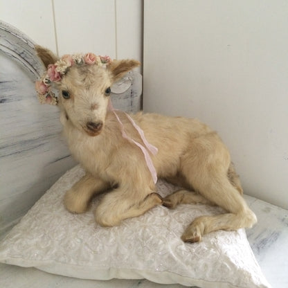 Vintage Taxidermy Goat