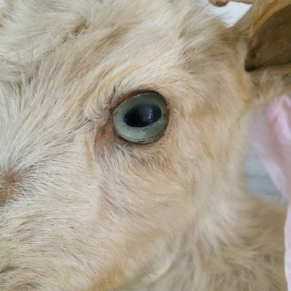 Vintage Taxidermy Goat