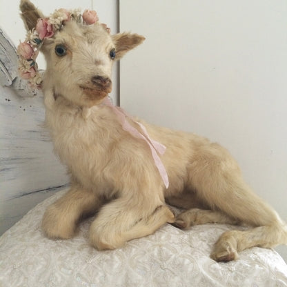 Vintage Taxidermy Goat