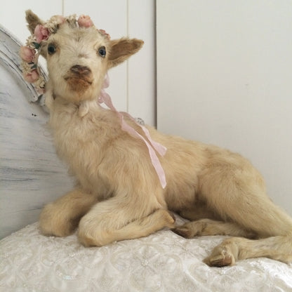 Vintage Taxidermy Goat