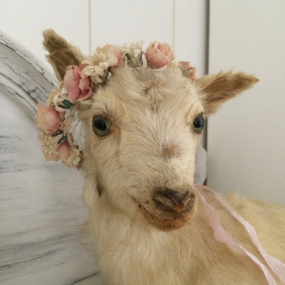 Vintage Taxidermy Goat