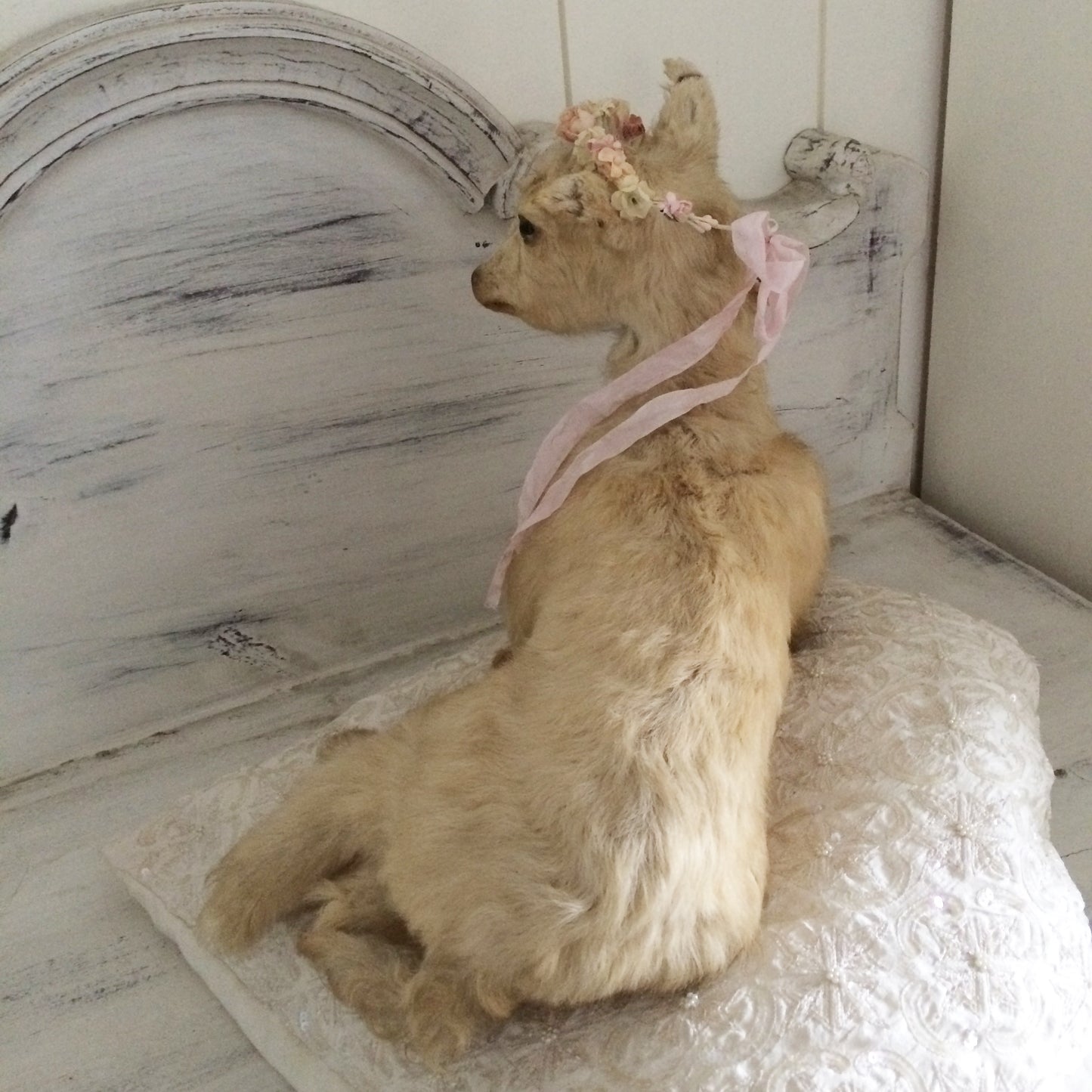 Vintage Taxidermy Goat