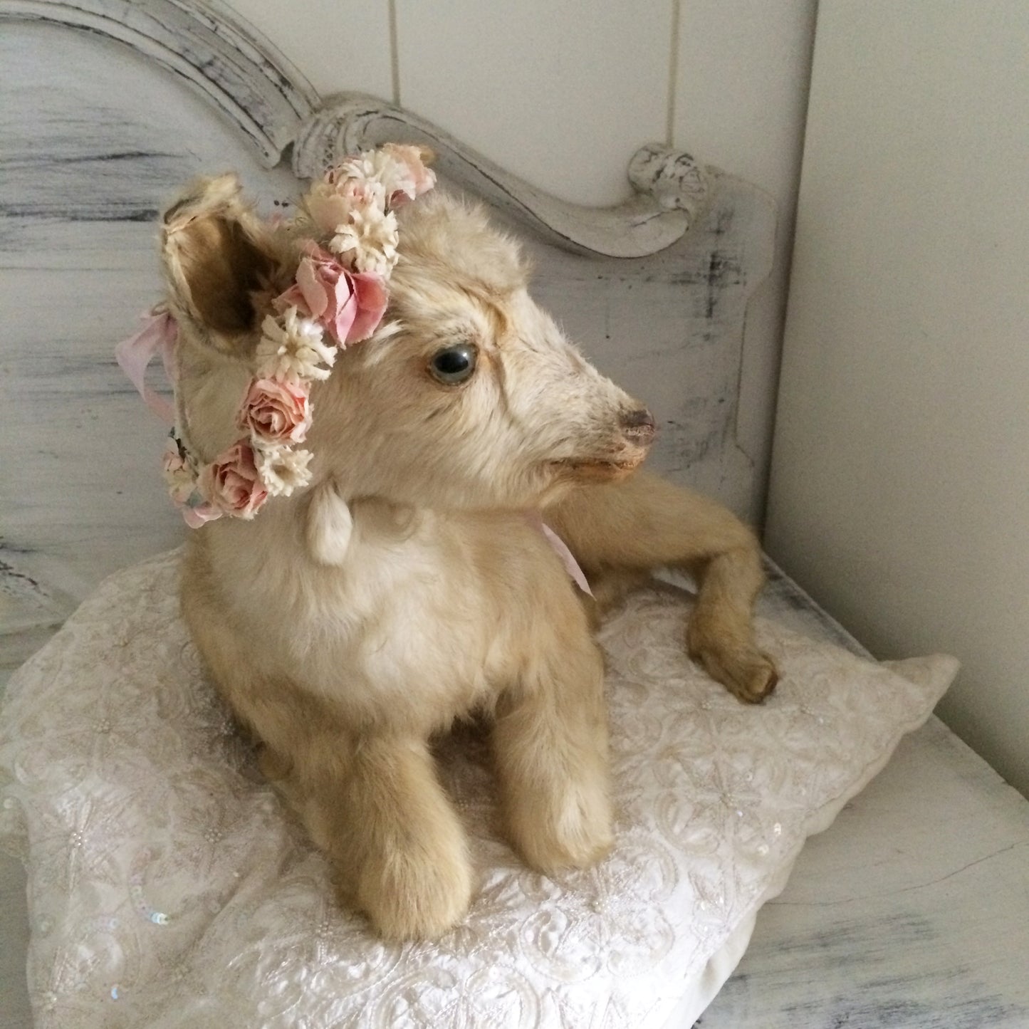 Vintage Taxidermy Goat