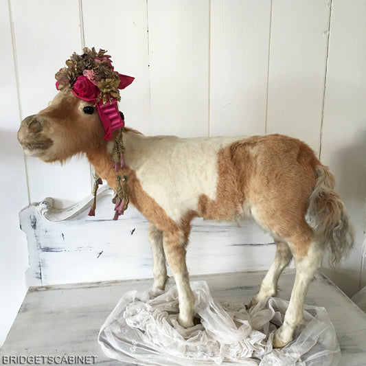 Antique Taxidermy Foal Horse Mounted