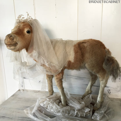 Antique Taxidermy Foal Horse Mounted