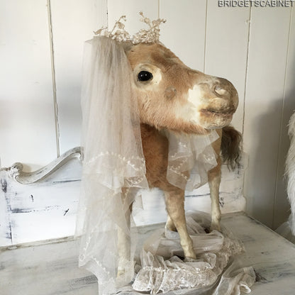 Antique Taxidermy Foal Horse Mounted