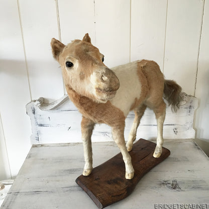Antique Taxidermy Foal Horse Mounted