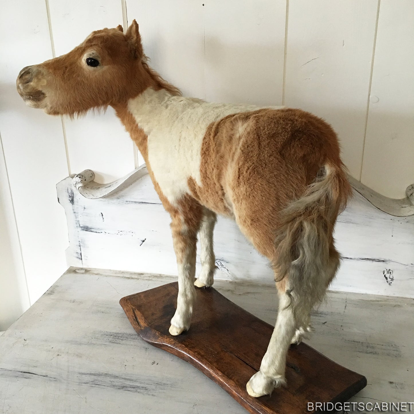 Antique Taxidermy Foal Horse Mounted