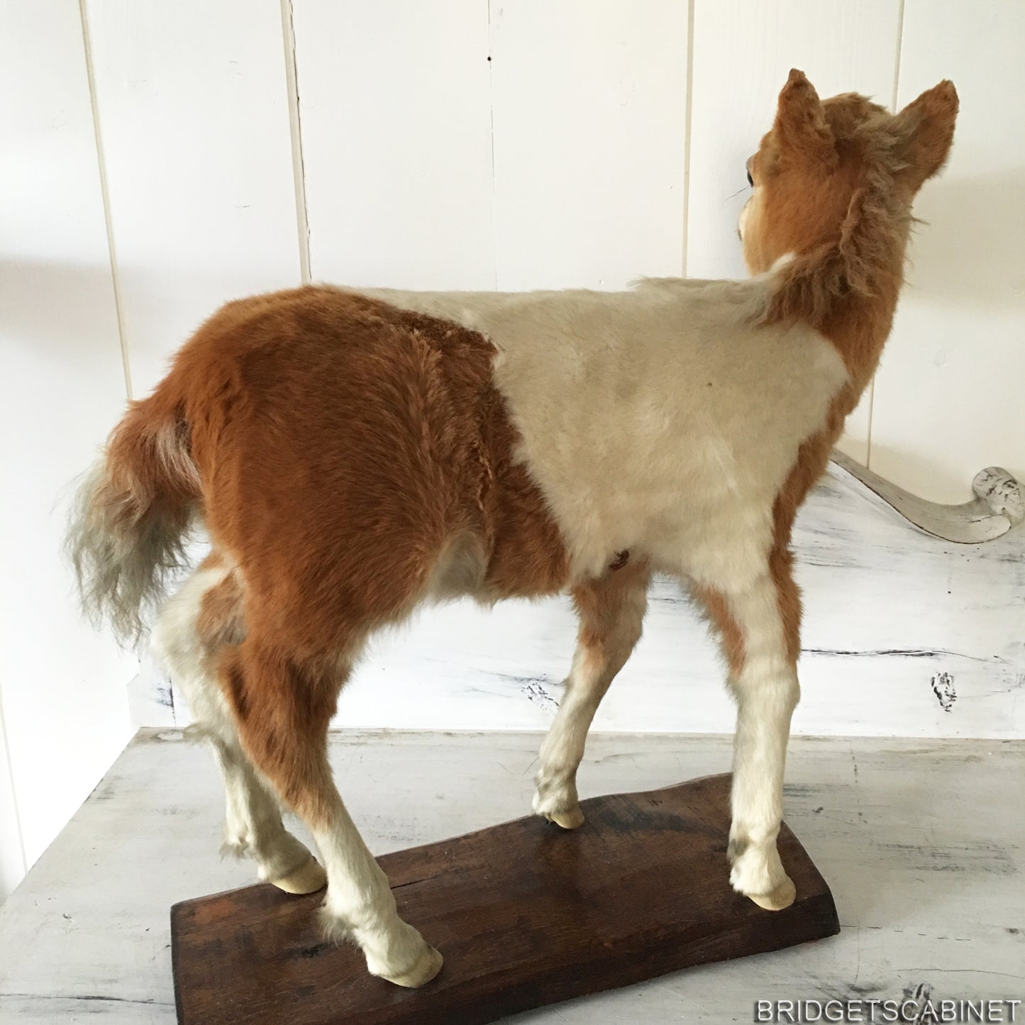 Antique Taxidermy Foal Horse Mounted