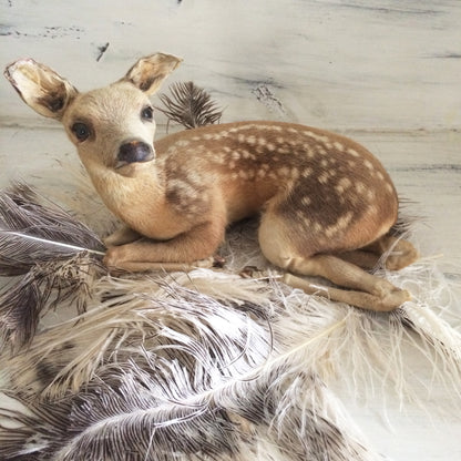 Taxidermy Baby Fawn