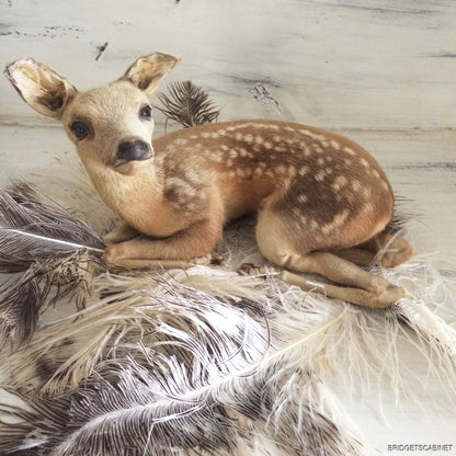 Taxidermy Baby Fawn