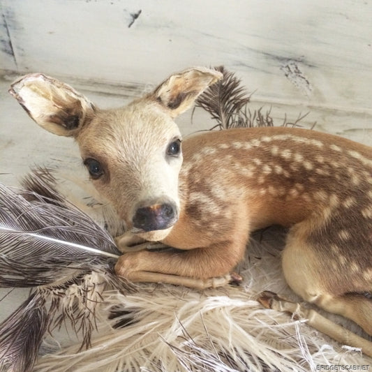 Taxidermy Baby Fawn