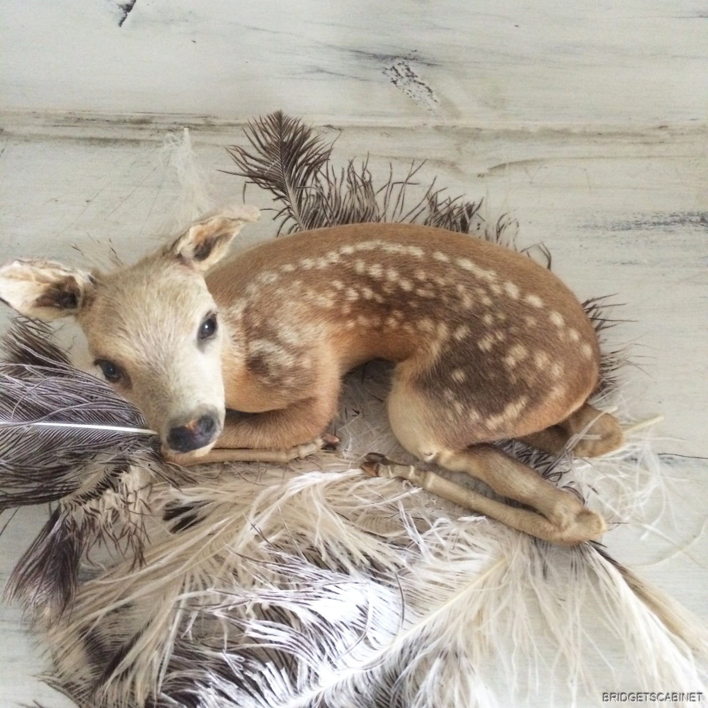 Taxidermy Baby Fawn