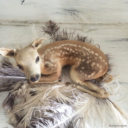 Taxidermy Baby Fawn