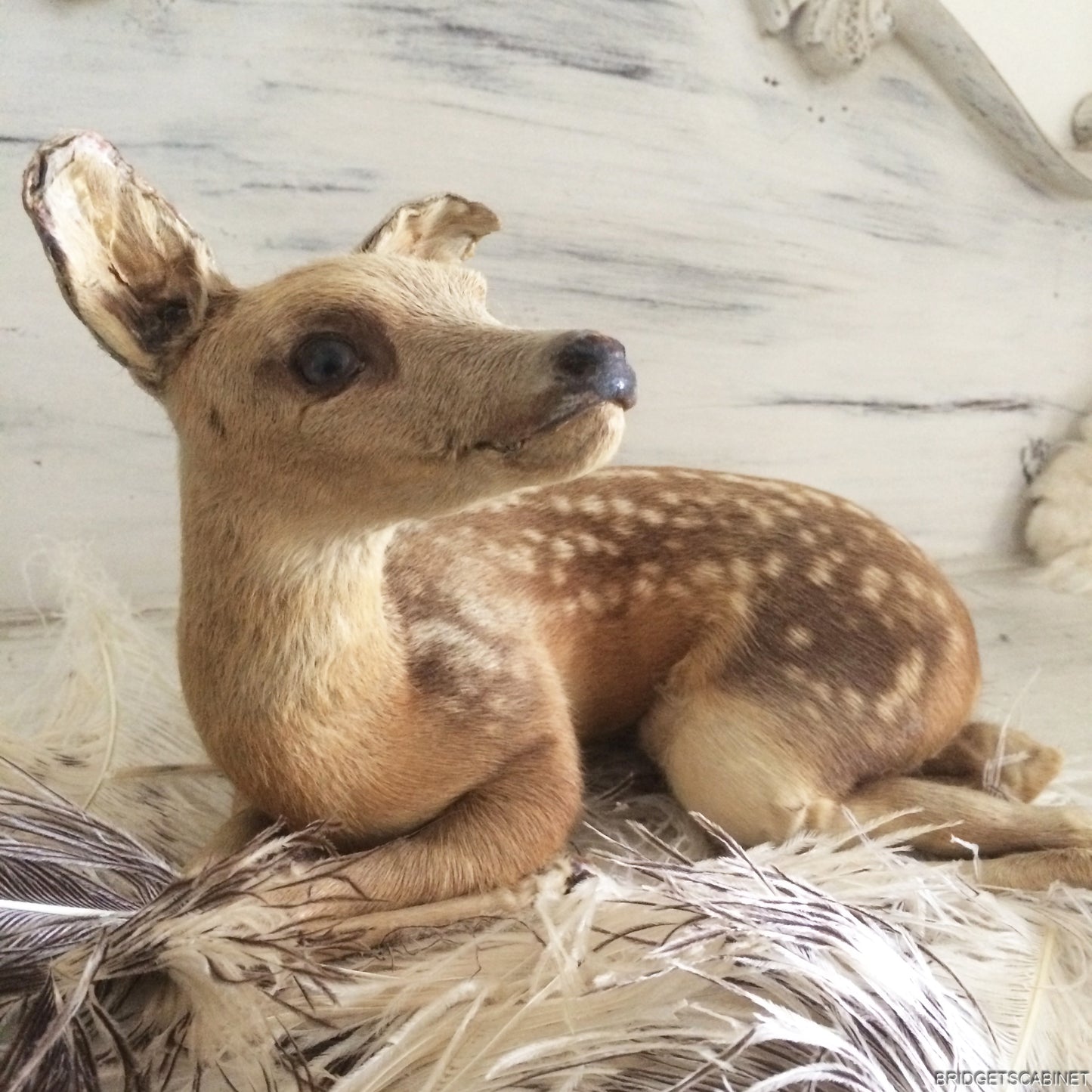 Taxidermy Baby Fawn