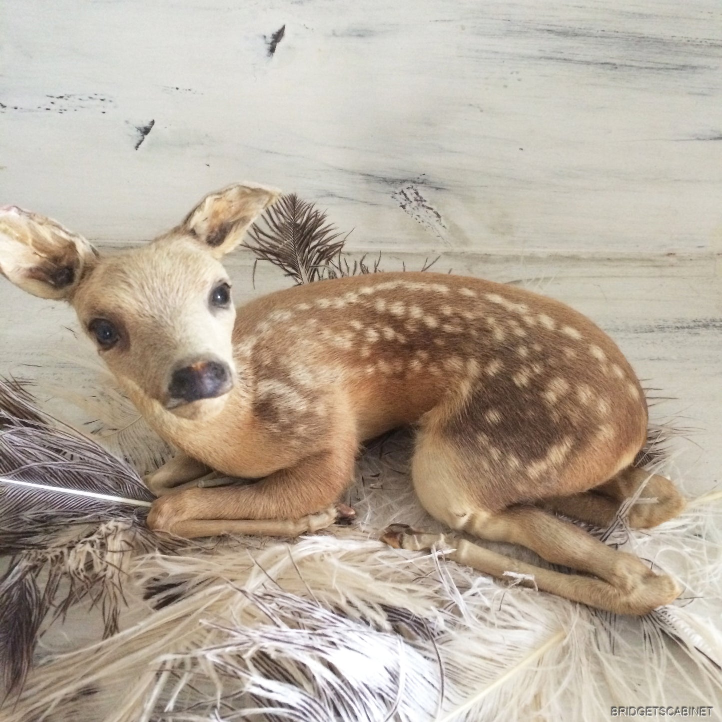 Taxidermy Baby Fawn