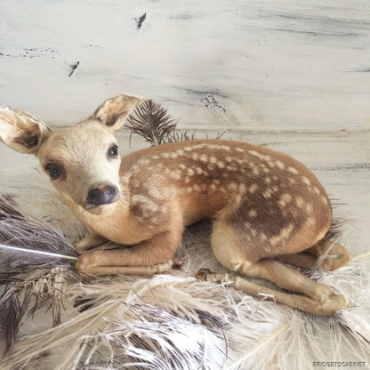 Taxidermy Baby Fawn
