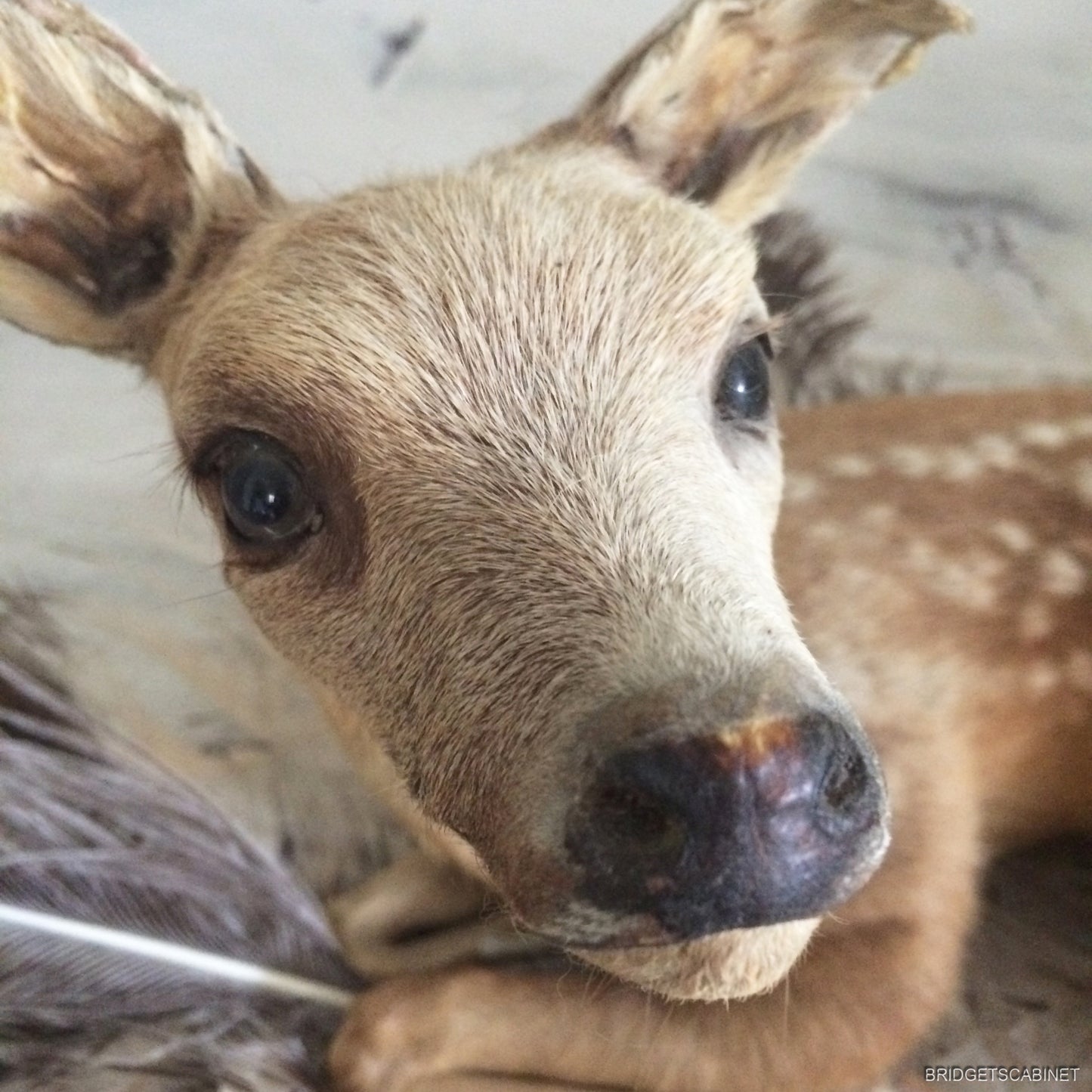 Taxidermy Baby Fawn
