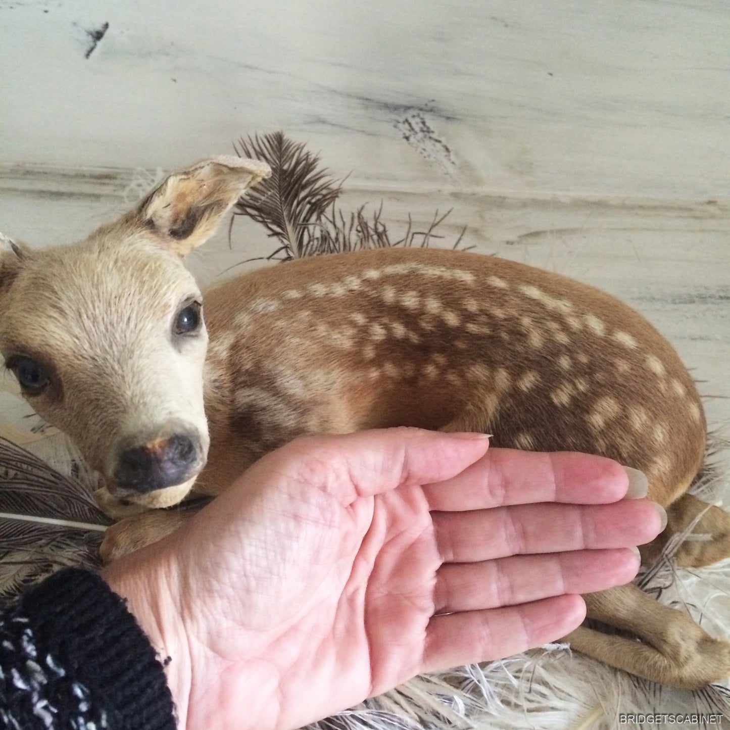 Taxidermy Baby Fawn