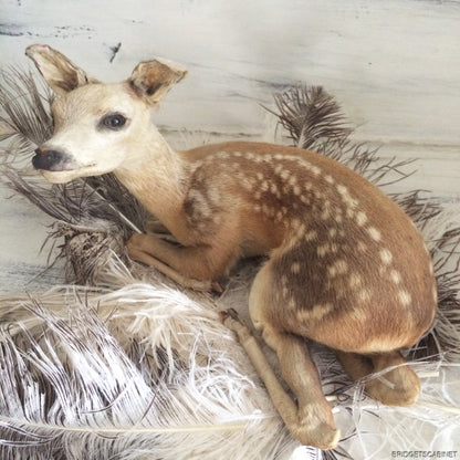 Taxidermy Baby Fawn