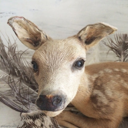 Taxidermy Baby Fawn