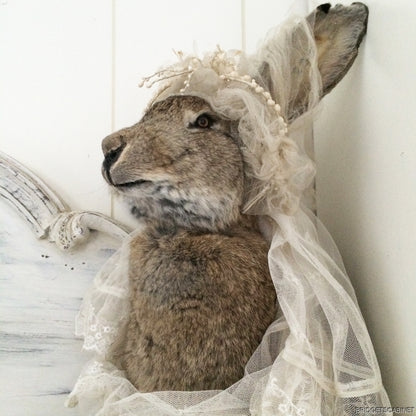 Huge Taxidermy Hare Rabbit