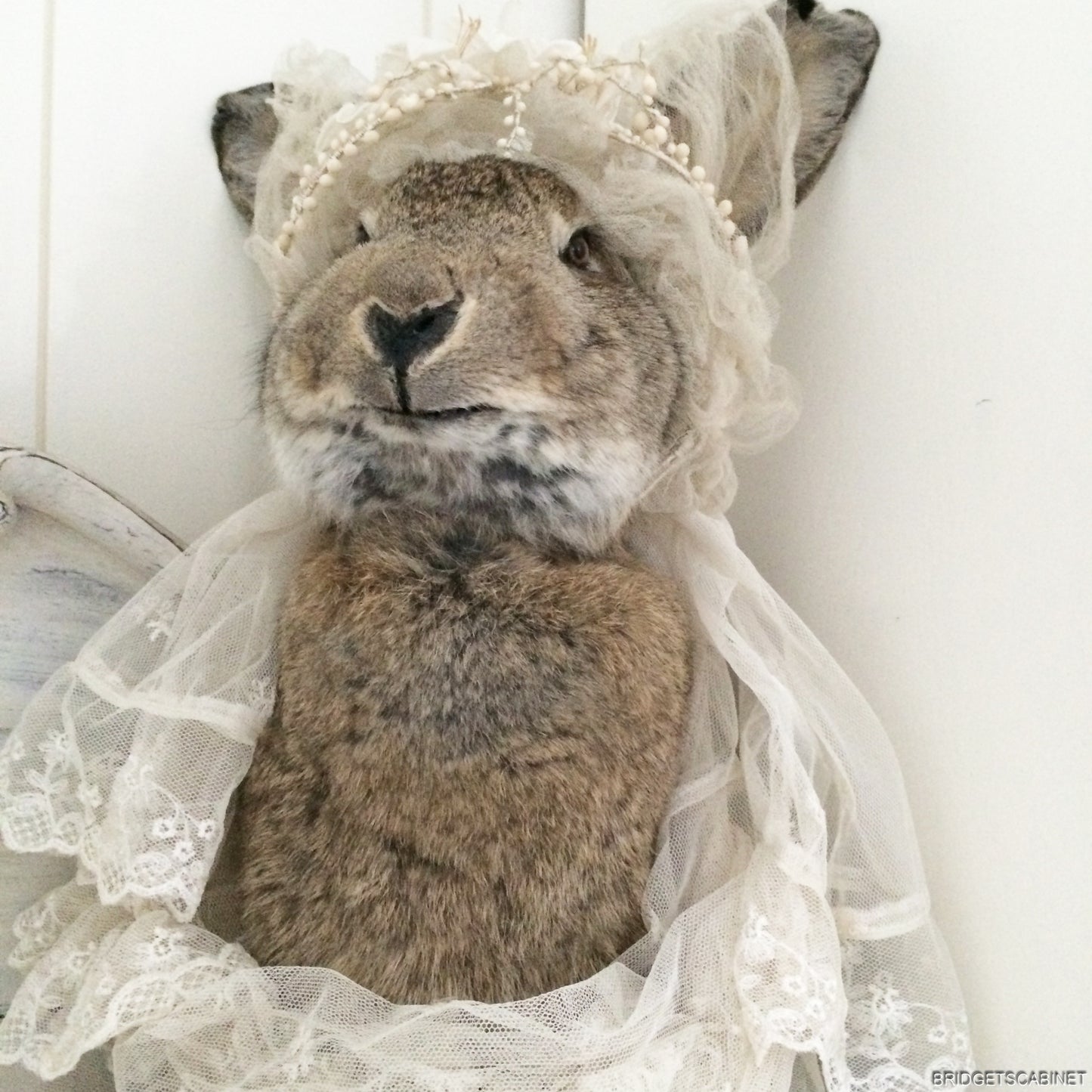 Huge Taxidermy Hare Rabbit
