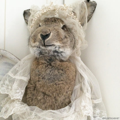 Huge Taxidermy Hare Rabbit
