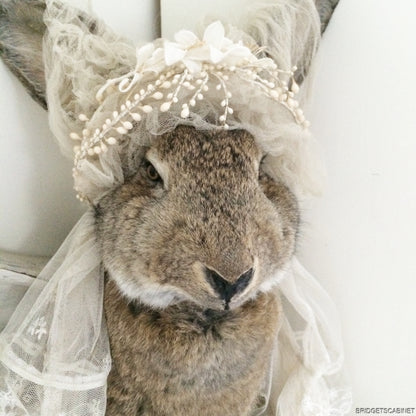 Huge Taxidermy Hare Rabbit