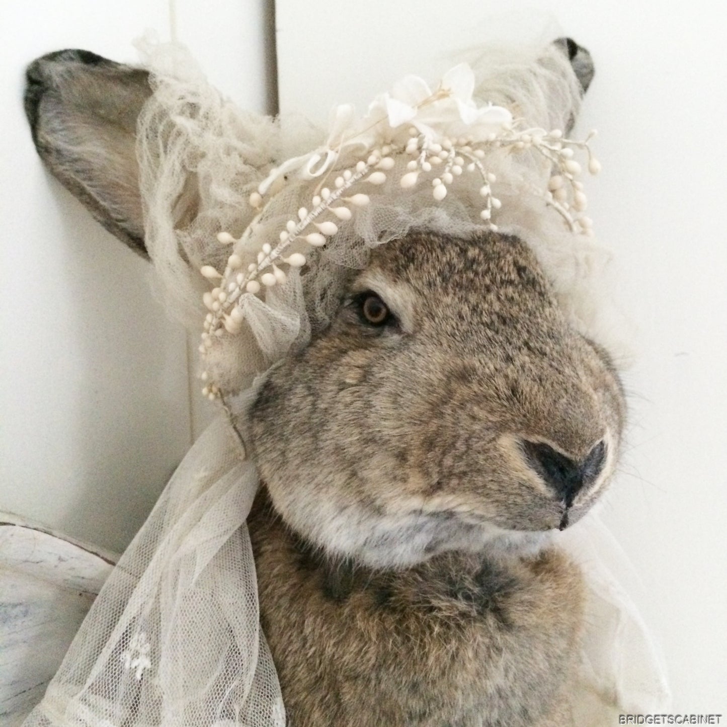 Huge Taxidermy Hare Rabbit