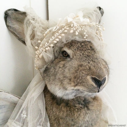 Huge Taxidermy Hare Rabbit