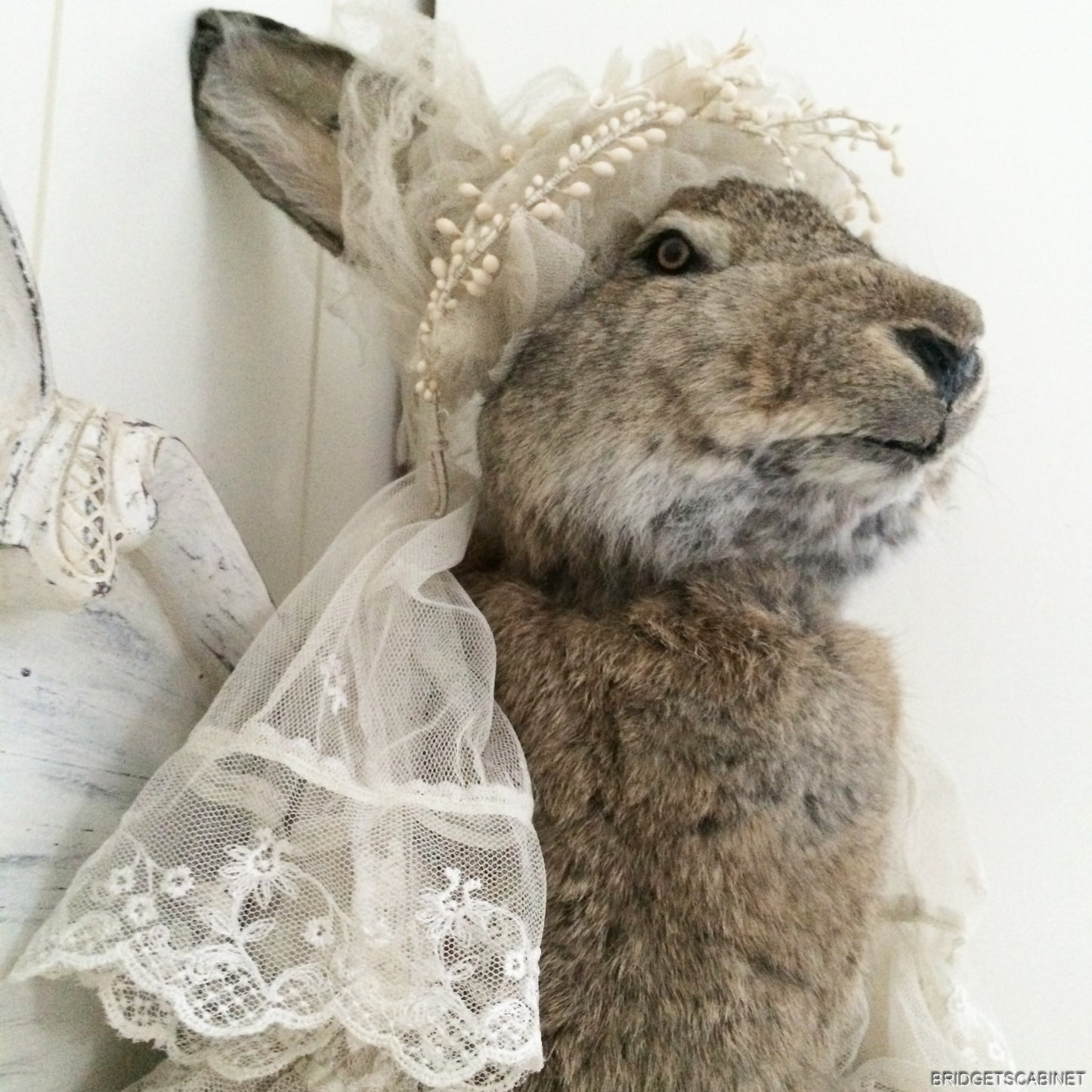 Huge Taxidermy Hare Rabbit