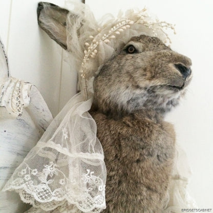 Huge Taxidermy Hare Rabbit