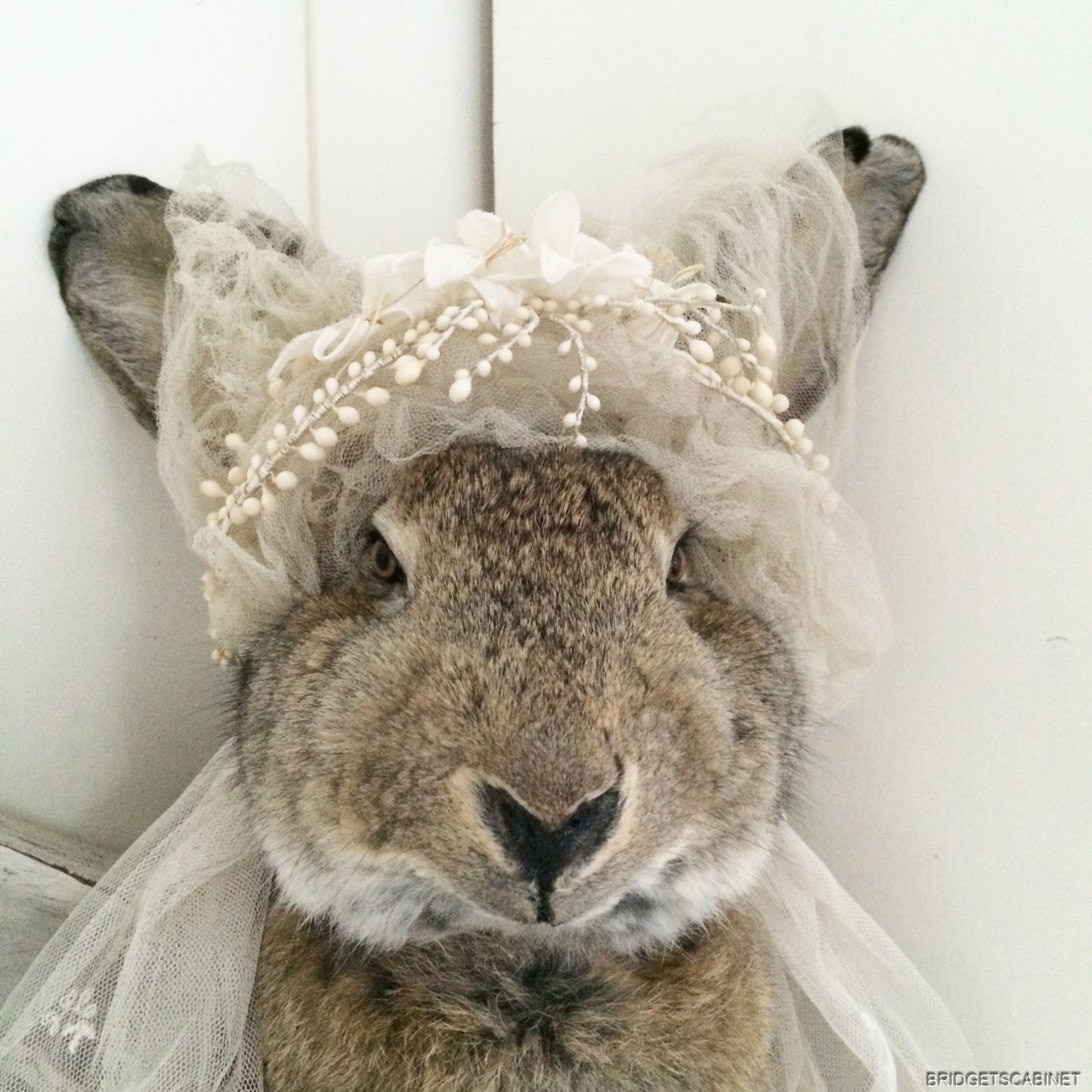 Huge Taxidermy Hare Rabbit