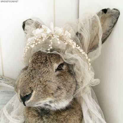 Huge Taxidermy Hare Rabbit
