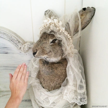 Huge Taxidermy Hare Rabbit