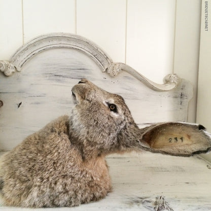 Huge Taxidermy Hare Rabbit