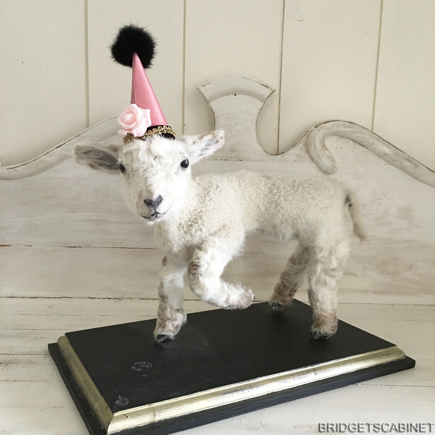 Taxidermy Mini Lamb