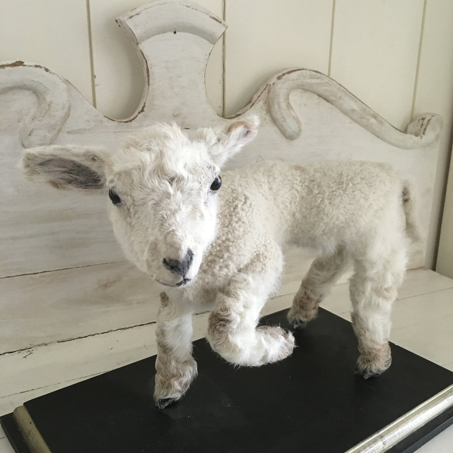 Taxidermy Mini Lamb