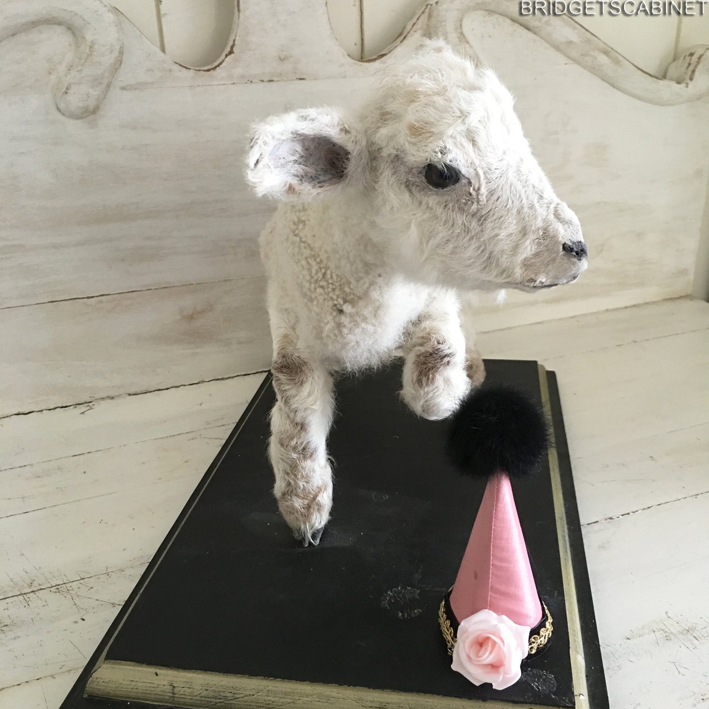 Taxidermy Mini Lamb