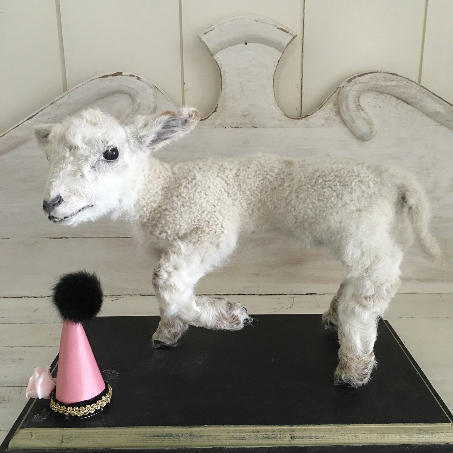 Taxidermy Mini Lamb