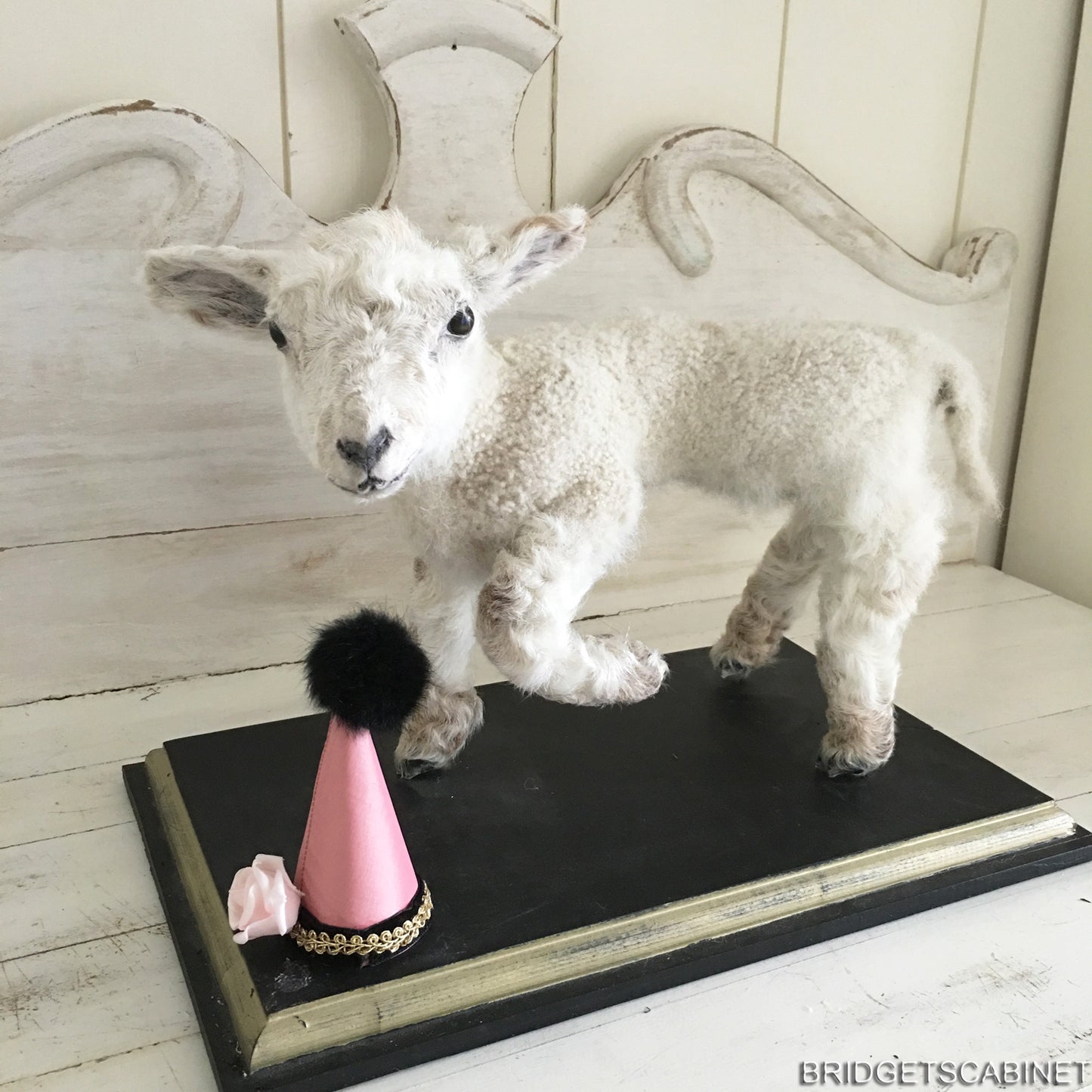Taxidermy Mini Lamb