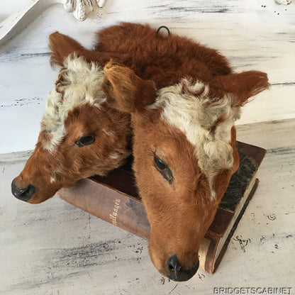 1930s Rare 2-Headed Conjoined Taxidermy Calf
