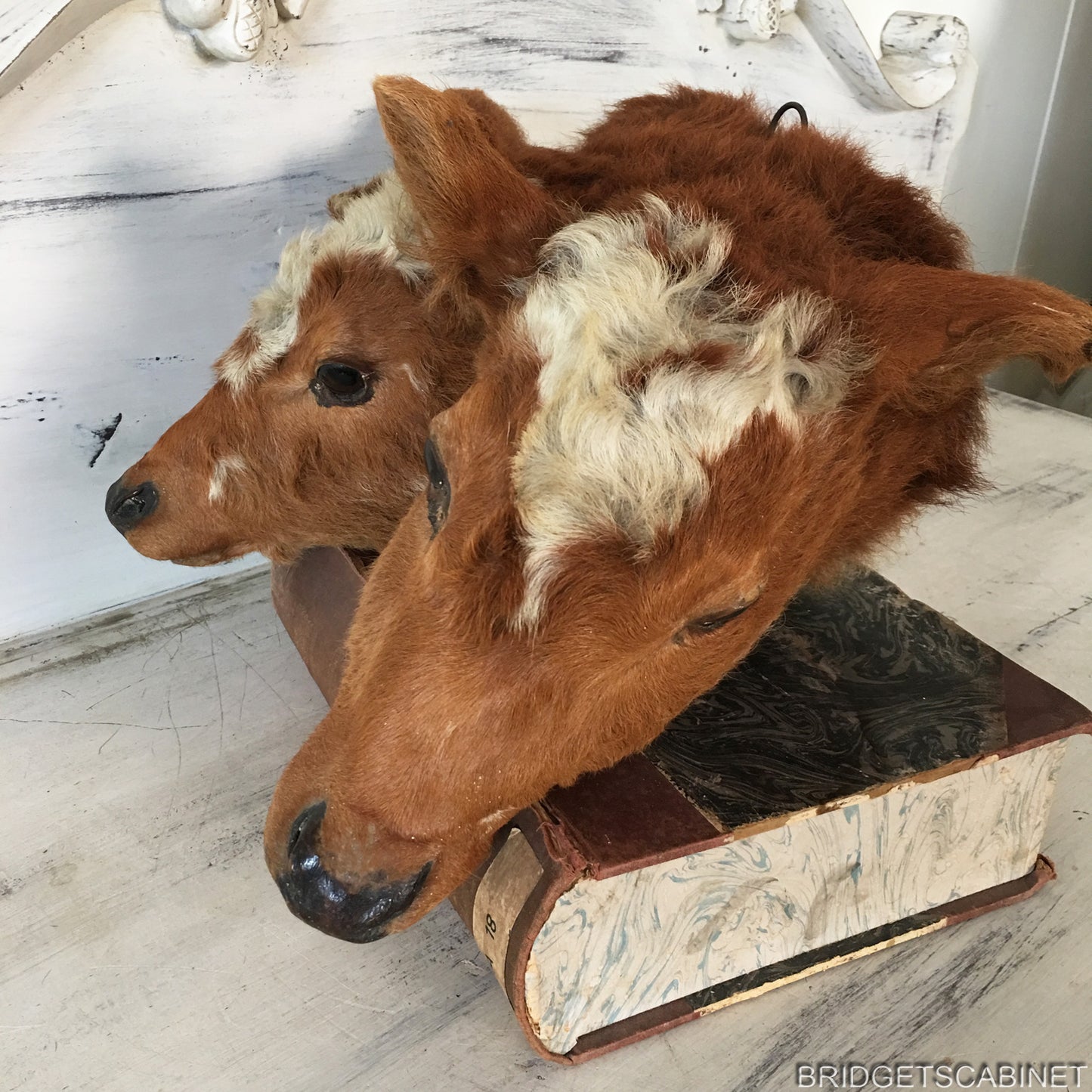 1930s Rare 2-Headed Conjoined Taxidermy Calf