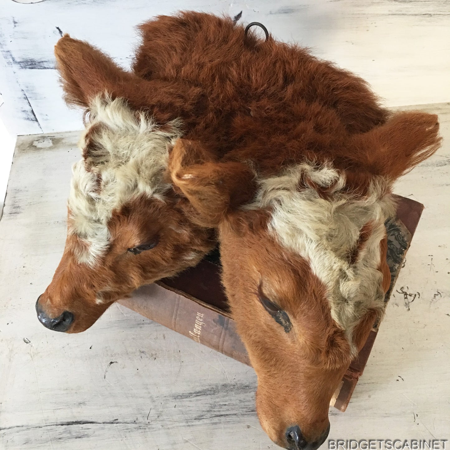 1930s Rare 2-Headed Conjoined Taxidermy Calf