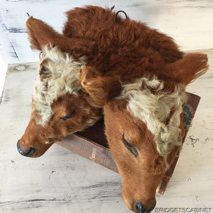 1930s Rare 2-Headed Conjoined Taxidermy Calf